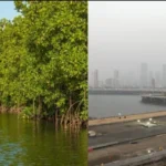 “Mumbai Coastal Road: 45,000 Mangroves Affect!” mumbai